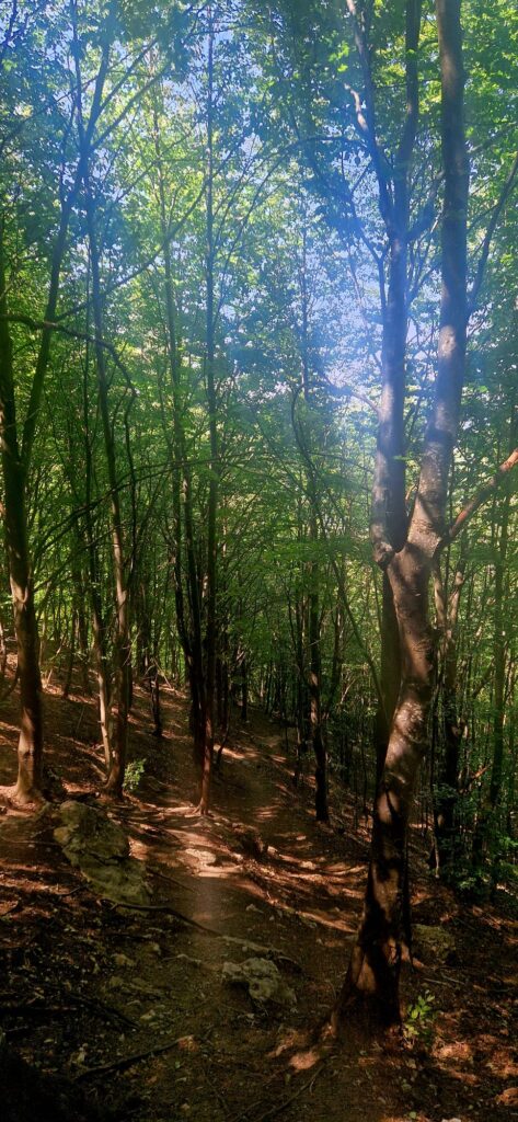 Coborâre prin pădure de la Piatra din Trascău